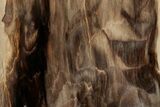 Polished, Petrified Wood (Metasequoia) Stand Up - Oregon #193615-2